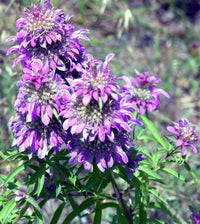 Purple Monarda Citriodora Flower seeds for Planting Bright Blooms Heirloom & GMO Free Seeds for Home Garden 
 
 Sale