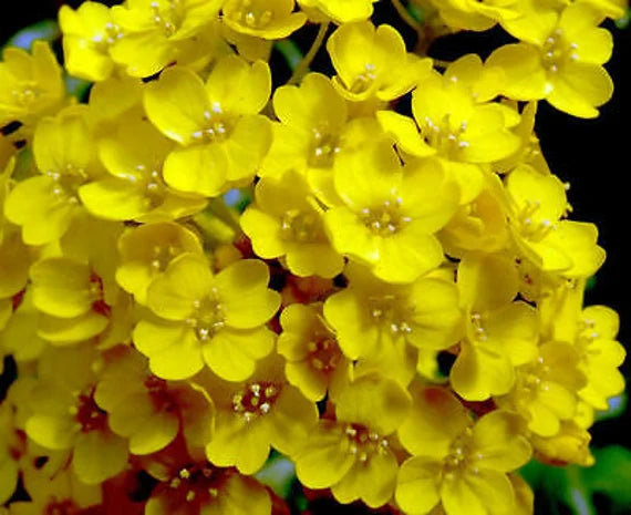 Yellow Aurinia Flower seeds for Planting Drought Tolerant Heirloom & GMO Free Seeds for Home Garden 
 
 Sale