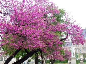 Heirloom Cercis Siliquastrum Flower seeds for Planting Easy to Grow Heirloom & GMO Free Seeds for Home Garden 
 
 Sale