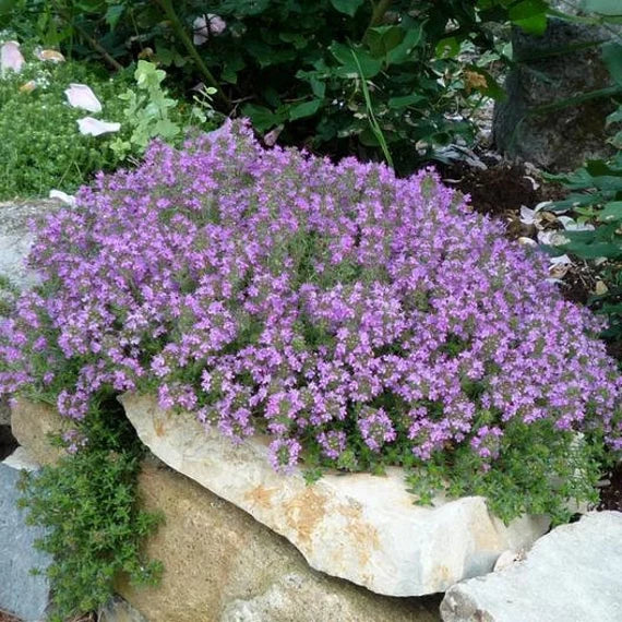 Climbing Thyme Flower Seeds For Planting and Gardening