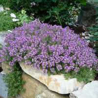 Climbing Thyme Flower Seeds For Planting and Gardening