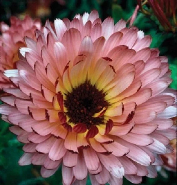 Pink Calendula Flower seeds for Planting - Colorful Display, Heirloom & GMO Free Seeds for Home Garden