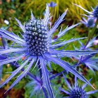 Blue Eryngium Alpinum Flower seeds for Planting - Premium Quality, Heirloom & GMO Free Seeds for Home Garden