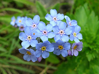 Blue Alpine Forget me not Flower Seeds or Heavenly Hybrid-MYOSOTIS ALPESTRIS/Pure Flower seeds for Planting - Premium Quality, Heirloom GMO Free See
 
 Sale seeds for home garden