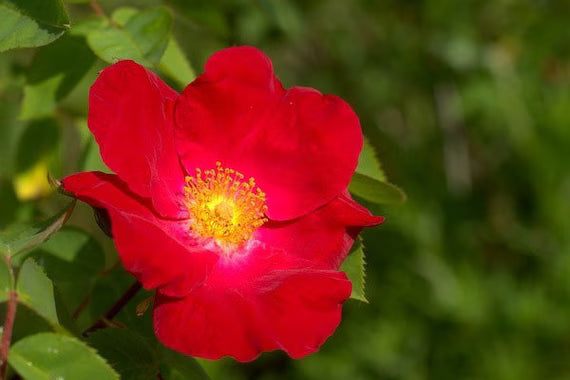 Maroon Rugosa Rose Flower seeds for Planting - Garden Favorite, Heirloom & GMO Free Seeds for Home Garden