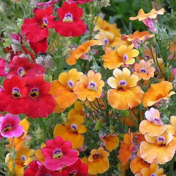 Mixed Nemesia Flower seeds for Planting Garden Favorite Heirloom & GMO Free Seeds for Home Garden 
 
 Sale