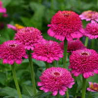 Zinnia Elegans Flower seeds for Planting Bright Blooms Heirloom & GMO Free Seeds for Home Garden 
 
 Sale