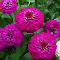 Violet Zinnia Flower seeds for Planting Long Bloom Season Heirloom & GMO Free Seeds for Home Garden