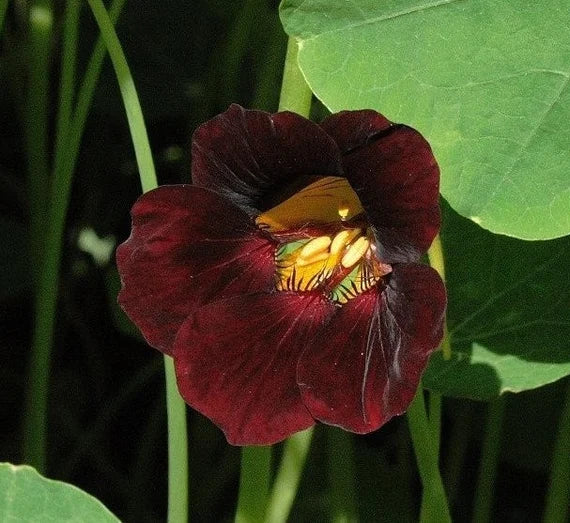 Black Velvet Nasturtium Flower seeds for Planting Premium Quality Heirloom & GMO Free Seeds for Home Garden 
 
 Sale