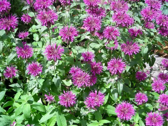 Purple Bergamot Flower seeds for Planting - Garden Favorite, Heirloom & GMO Free Seeds for Home Garden