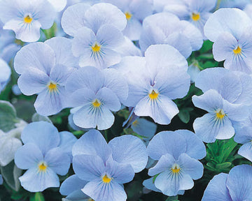 Light Blue Mini Violet Flower Seeds for Planting Garden Favorite Heirloom & GMO Free Seeds for Home Garden
 
 Sale