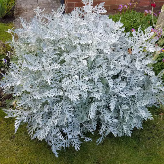 Gray Cineraria Dusty Flower seeds for Planting - Seasonal Bloomer, Heirloom & GMO Free Seeds for Home Garden