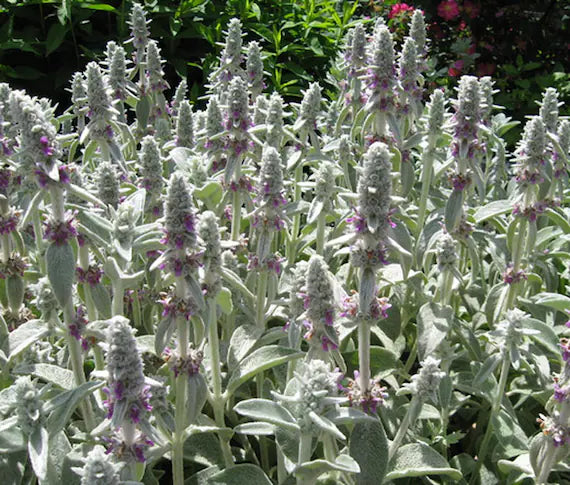 Stachys Flower seeds for Planting - Garden Favorite, Heirloom & GMO Free Seeds for Home Garden