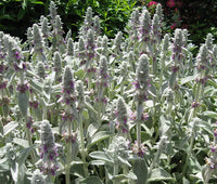 Stachys Flower seeds for Planting - Garden Favorite, Heirloom & GMO Free Seeds for Home Garden