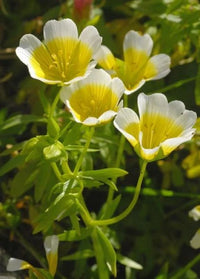 Limnanthes Flower seeds for Planting Long Bloom Season Heirloom & GMO Free Seeds for Home Garden
