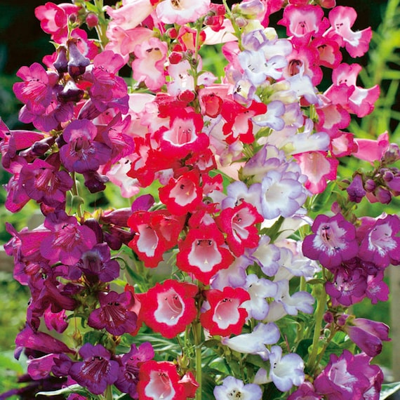 Penstemon Flower seeds for Planting - Drought Tolerant, Heirloom & GMO Free Seeds for Home Garden