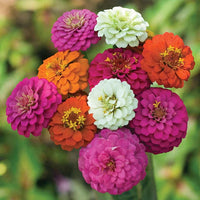 Mixed Thumbelina Flower seeds for Planting Low Maintenance Heirloom & GMO Free Seeds for Home Garden 
 
 Sale