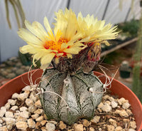 Astrophytum Flower seeds for Planting Cottage Garden Essential Heirloom & GMO Free Seeds for Home Garden