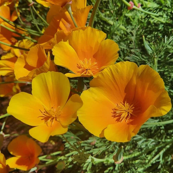 Yellow Eschscholzia Flower seeds for Planting - Colorful Display, Heirloom & GMO Free Seeds for Home Garden