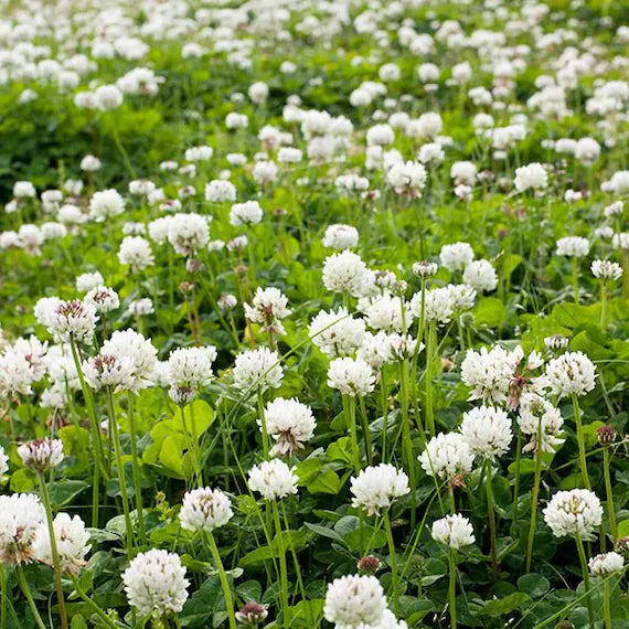 Dutch Clover Flower seeds for Planting - Sun Loving, Heirloom & GMO Free Seeds for Home Garden
