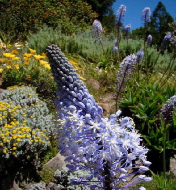 Merwilla Flower seeds for Planting Shade Tolerant Heirloom & GMO Free Seeds for Home Garden 
 
 Sale
