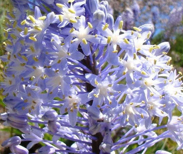 Merwilla Flower Seeds for Planting - Beautiful Blooms for Your Garden