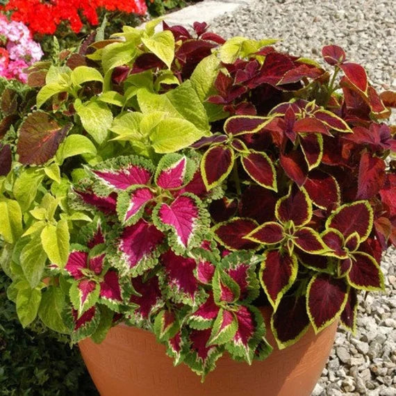 Mixed Coleus Flower seeds for Planting Pollinator Friendly Heirloom & GMO Free Seeds for Home Garden