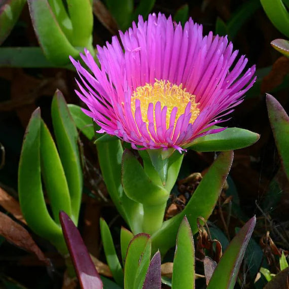 Mixed Gibbaeum Flower seeds for Planting - Seasonal Bloomer, Heirloom & GMO Free Seeds for Home Garden