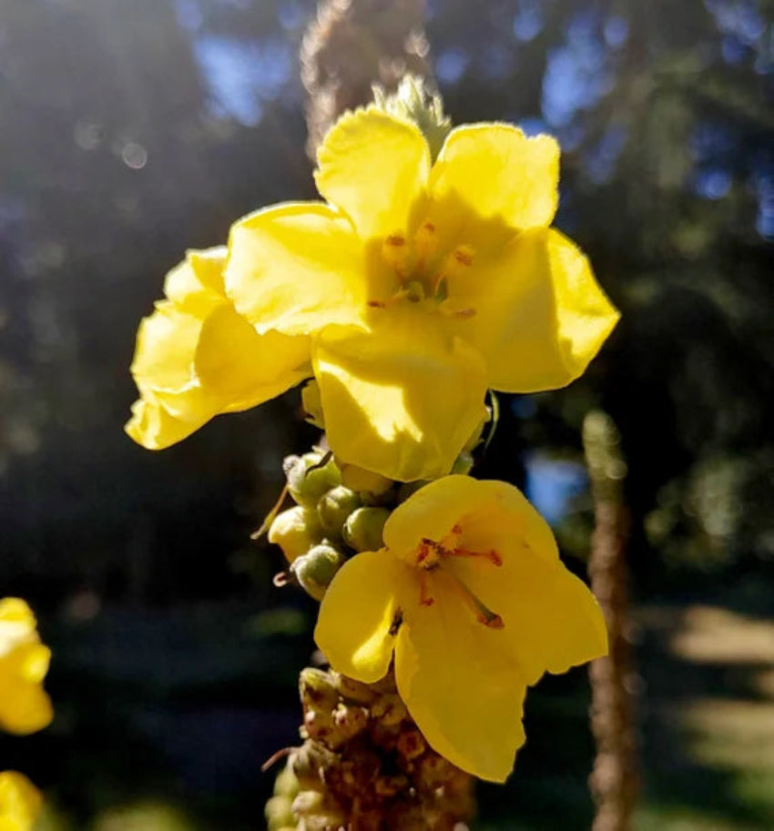 Yellow Verbascum Thapsus Flower seeds for Planting - Seasonal Bloomer, Heirloom & GMO Free Seeds for Home Garden