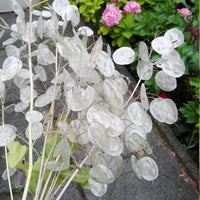 Lunaria Flower seeds for Planting Colorful Display Heirloom & GMO Free Seeds for Home Garden