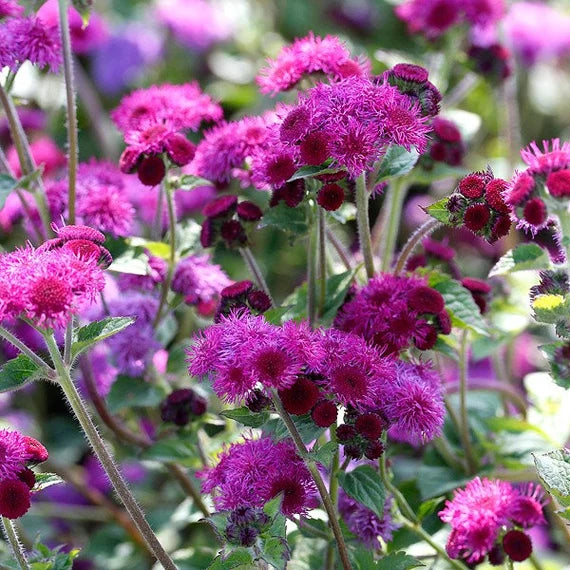 Red Ageratum Flower seeds for Planting Seasonal Bloomer Heirloom & GMO Free Seeds for Home Garden 
 
 Sale