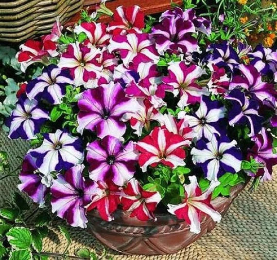 Tango Mixed Flower Seeds for Planting