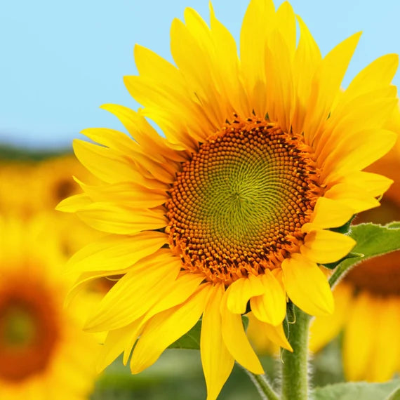 Semillas De Girasol Flower Seeds for Planting  Seed for Bright, Radiant Blooms