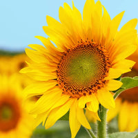 Semillas De Girasol Flower Seeds for Planting  Seed for Bright, Radiant Blooms