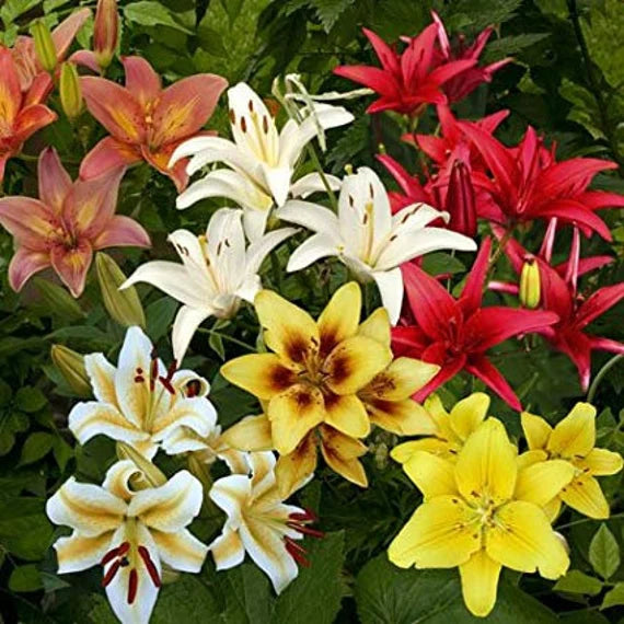 Lilium Mix Planting Seeds - Vibrant Garden Blooms for Spring & Fall