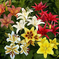Lilium Mix Planting Seeds - Vibrant Garden Blooms for Spring & Fall