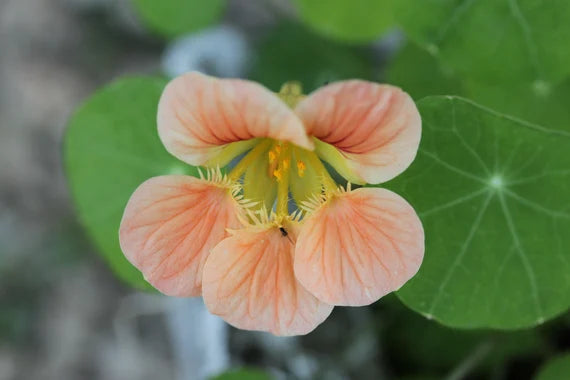 Peach Nasturtium Flower Seeds for Planting Perfect for Borders Heirloom & GMO Free Seeds for Home Garden
 
 Sale