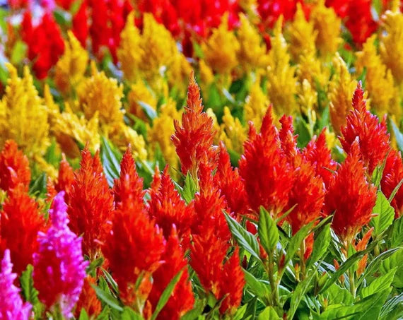 Plumed Flower Seeds for Vibrant Garden Planting