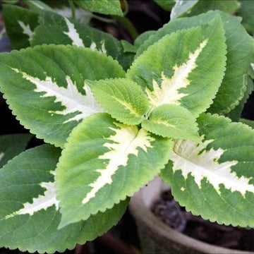 White Green Coleus for Planting Long Bloom Season Heirloom & GMO Free Seeds for Home Garden
 
 Sale