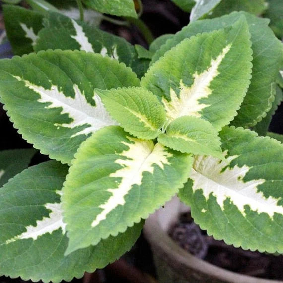 White Green Coleus for Planting Long Bloom Season Heirloom & GMO Free Seeds for Home Garden
 
 Sale