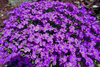 Aubretia Lila Flower seeds for Planting Perfect for Borders Heirloom & GMO Free Seeds for Home Garden