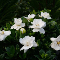 Gardenia Flower Seeds for Planting  Beautiful Fragrant Blooms
