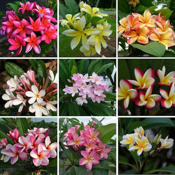 Mixed Frangipani Flower seeds for Planting - Vibrant Colors, Heirloom & GMO Free Seeds for Home Garden