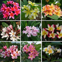 Mixed Frangipani Flower seeds for Planting - Vibrant Colors, Heirloom & GMO Free Seeds for Home Garden