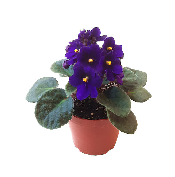 African Violet Flower seeds for Planting - Garden Favorite, Heirloom & GMO Free Seeds for Home Garden