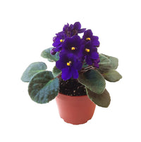 African Violet Flower seeds for Planting - Garden Favorite, Heirloom & GMO Free Seeds for Home Garden
