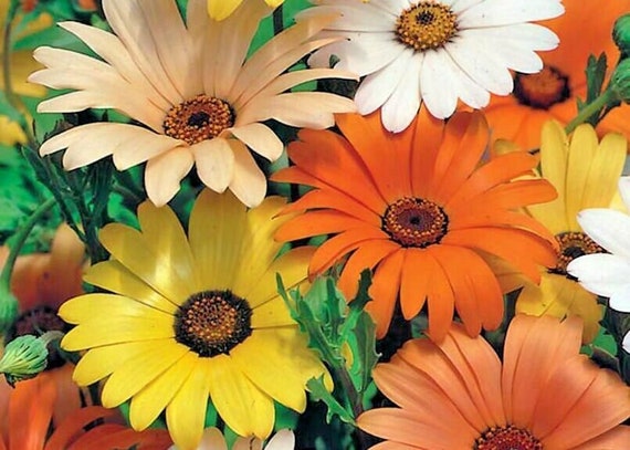 African Daisy Osteospermum spp Mixed Flower Seeds for Planting in Flower Bed