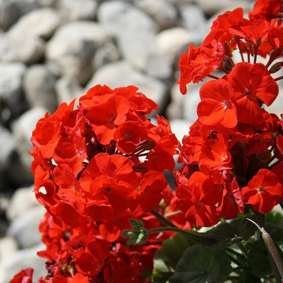 Red Geranium Flores Flower Seeds for Planting Hardy Variety Heirloom & GMO Free Seeds for Home Garden
 
 Sale