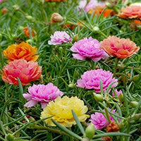 Heirloom Grandiflora Flower seeds for Planting Shade Tolerant Heirloom & GMO Free Seeds for Home Garden