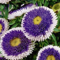 Blue White Aster Flower Seeds for Planting Vibrant Colors Heirloom & GMO Free Seeds for Home Garden
 
 Sale